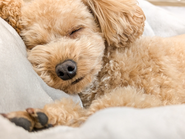 睡眠障害が生活習慣病を引き起こす?